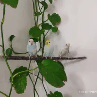 ۳ مرغ عشق خاصو زیبا  و نیمه دستی