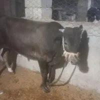 گوساله نر چاق