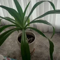 گل طبیعی سوسن عنکبوتی سایز بزرگ