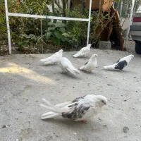 کبوتر نوک ریز|پرنده|وحیدیه, |دیوار