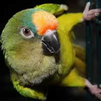 جوجه طوطی پیشانی هلویی خورشیدی راهب گرینچیک|پرنده|محمدشهر, شهرک چمران|دیوار