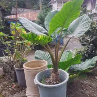 گل بابا آدم