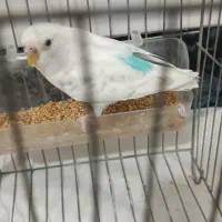 مرغ عشق ماده