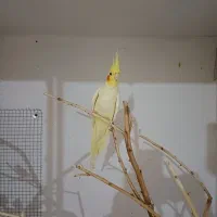 جفت عروس لوتینو و البینو|پرنده|رامشیر, |دیوار