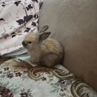 خرگوش نژاد بود خانگی