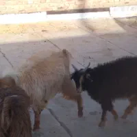 بره وبزغاله|حیوانات مزرعه|زاهدان, |دیوار