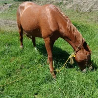 اسب مادیان و نر