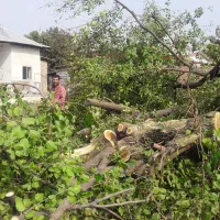 خرید چوبهای باغی