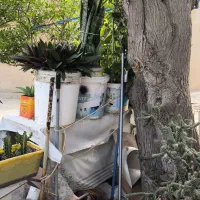 حـراج انواع گل و گیاه|گل و گیاه طبیعی|کیش, |دیوار