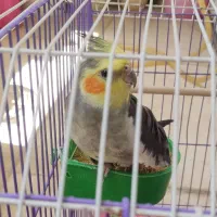 تعویض عروس هلندی نر با ماده