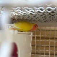 جفت طوطی برزیلی نرو ماده|پرنده|شیراز, شهرک گلستان|دیوار