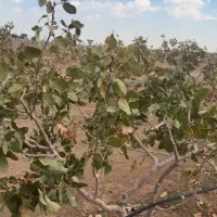 فروش-باغ-پسته-درختان-15-ساله-بارده