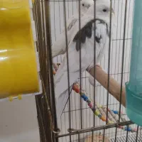 پرنده|پرنده|پیرانشهر, |دیوار