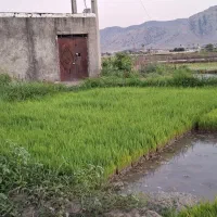 نشا تخم چلتوک ضیغمی