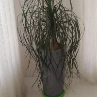 گل و گلدان|گل و گیاه طبیعی|رامجین, |دیوار