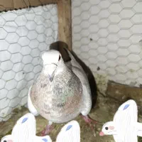 سار نرماده با کله زرد نرماده