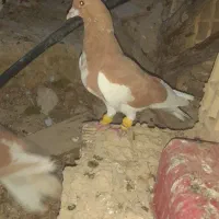دسته کفتر