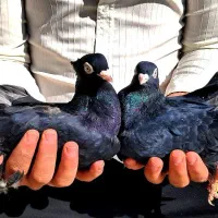 کبوتر کفتر زاغ قیل سیاه سرخ سوسنی واکسی چشم نوک|پرنده|شهرضا, |دیوار