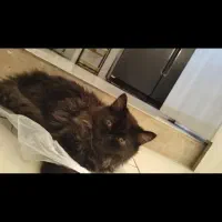 ف. ر.و ش|گربه|ملایر, |دیوار