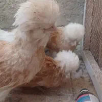 جوجه پولند|حیوانات مزرعه|کاشان, فین کوچک|دیوار