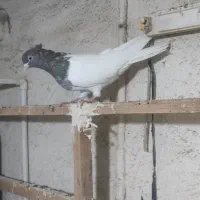 کفتر