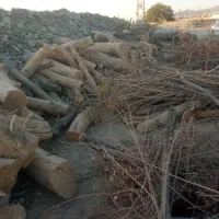 بزرگترین مرکز خرید و فروش  درخت و هرس|خدمات باغبانی و درختکاری|اسلام‌شهر, زرافشان|دیوار