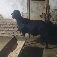 یک راس قوچ قره قزل لخت