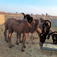 هاشی نر|حیوانات مزرعه|راور, |دیوار