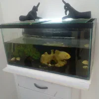 آکواریوم ماهی درابعاد ۸۰ ×۴۰