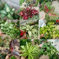 گلخانه گلسان بانو، فروش انواع گل‌های آپارتمانی