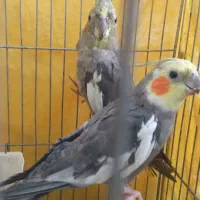دو جفت عروس هلندی بالغ نر وماده