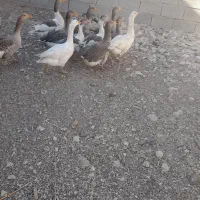 قیمت دونیی۷۵۰|حیوانات مزرعه|شیراز, شهرک گلستان|دیوار