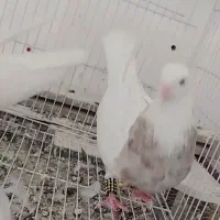 هرچی|پرنده|نصر آباد, |دیوار