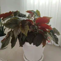 گل عروس هندی دو عدد