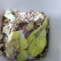 مرع عشق سرلاکی جوجه و دست آموز سخنگو۱۵کلمه