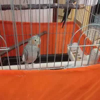 فروش پرنده با قفس و ملزومات|پرنده|پرند, فاز ۴|دیوار