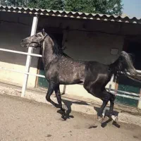 فروش نریان سرو دم گیر همه چی تمام