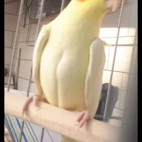 عروس هلندی جفت و یه نر تک