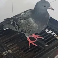 کبوتر خوشگل و خوش رنگ|پرنده|آبیک, |دیوار