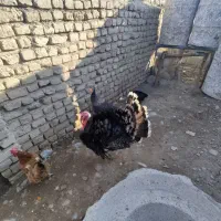 غازو بوقلمون|حیوانات مزرعه|شیروان (خراسان), |دیوار