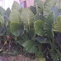 گل بابا آدم