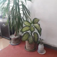 گل تزئینی دیفن‌..نخل