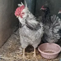 مرغ‌خروس‌گلین‌‌لری