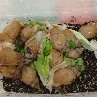 حلزون آلبینو