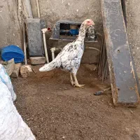 مرغ لاری اصیل|حیوانات مزرعه|فاضل آباد, |دیوار