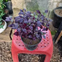 گل و گلدان آلترنانترا سیسوس افوربیا دراسنا آگلونما