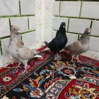 3نرکبوتردم سفید