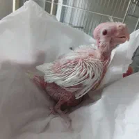 جوجه عروس هلندی  (آلبینو )|پرنده|اصفهان, سرچشمه|دیوار