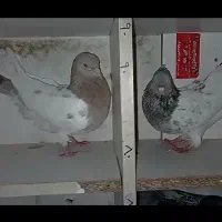 کبوتر رَنگی