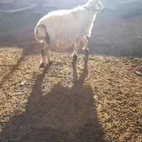 فروش یک راس قوچ داشتی|حیوانات مزرعه|بختگان, |دیوار